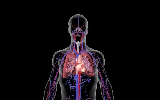 Lymphatic System